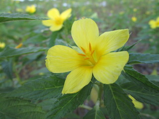 yellow flower in the garden