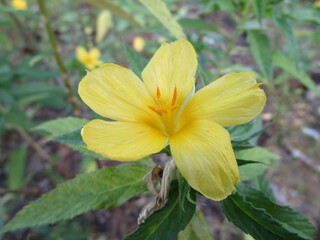 Obraz premium yellow flower in the garden