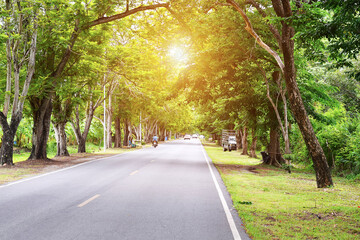 Forest and road in the spring where sunlight shines through the trees.