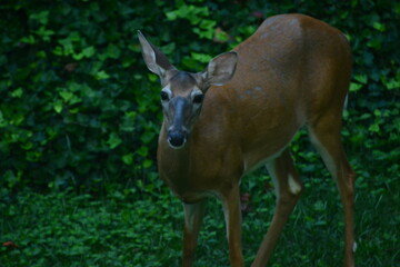 Breakfast in the morning sun.