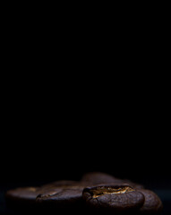 coffee beans in macro