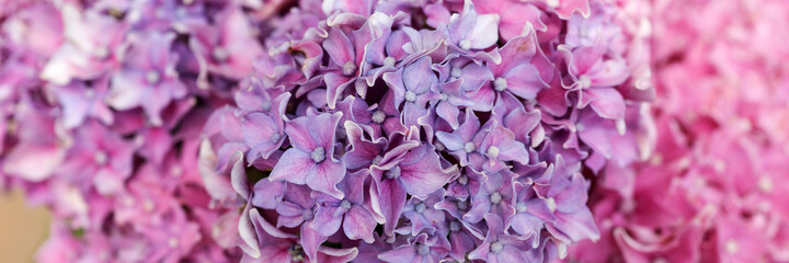 Obraz premium Panoramic image. Closeup Hydrangea flower (Hydrangea macrophylla) blooming in summer in the garden