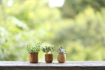 Small cute succulant plants in brown wooden pot 