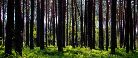 Tall high dense and slim trees in the bright, sunny woods / forest with green bushes and forest litter and sky on the background
