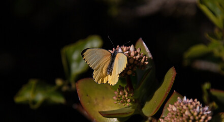 A little butterfly closeup in the garden