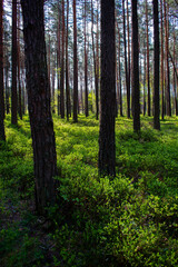 Fototapeta premium Tall high dense and slim trees in the bright, sunny woods / forest with green bushes and forest litter and sky on the background