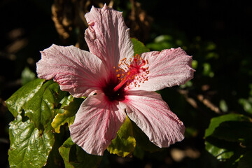Pink Hibiscus flower with a red stamen