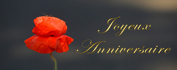 Panoramique joyeux anniversaire fleur de coquelicot et sirphe volant