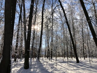 forest in winter