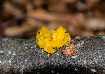 A Jelly fungus on a branch