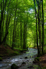 Fototapeta na wymiar a stream through a dark forest