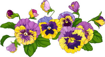 flower arrangement of pansies isolated on a white background. Vector illustration