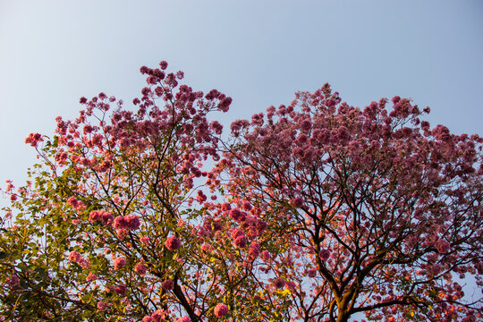 Ipe pink, traditional Brazilian tree. Widely used in urban landscaping.