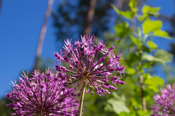Flowers of decorative onion (Allium), similar to fluffy balls, against the background of greenery and blue sky.