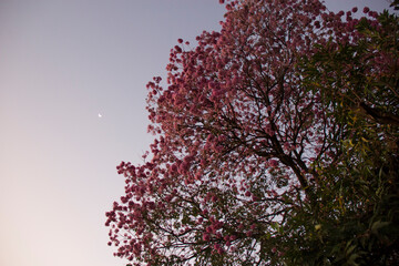 Ipe pink, traditional Brazilian tree. Widely used in urban landscaping.