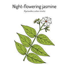 Night-flowering jasmine, nyctanthes arbor-tristis , medicinal plant