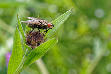 A fly resting on a plant.