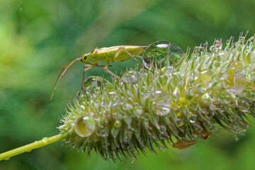 Meadow plant bug on a blade of grass after a rain shower. Water droplets are on the bug and grass.