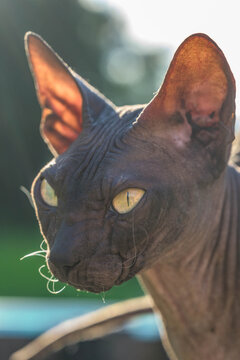 A beautiful gray sphinx cat sitting on a bench outdoors. 