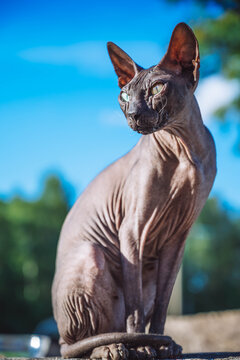 A beautiful gray sphinx cat sitting on a bench outdoors. 