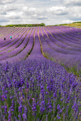 Naklejka na ściany i meble Field of Lavender