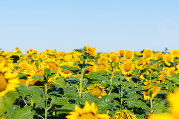 yellow sunflowers with green leaves in the field