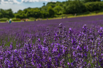 Fototapeta na wymiar Field of purple Lavender 