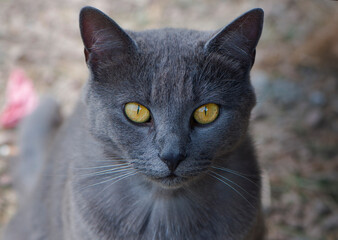 close-up of the head of a gray cat with big yellow eyes