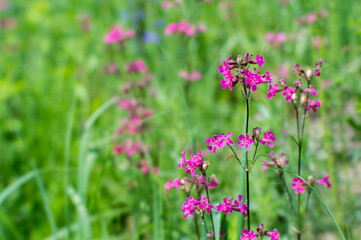 Blur. Silene viscaria in the foreground of a green flowering meadow. Natural background