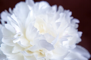 Closeup of white peony with gentle delicate petals