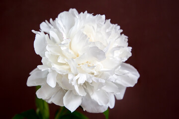 Naklejka na ściany i meble White peony with gentle delicate petals on the dark background
