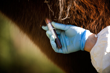 veterinarian performs blood samples on a buffalo cow for virus research