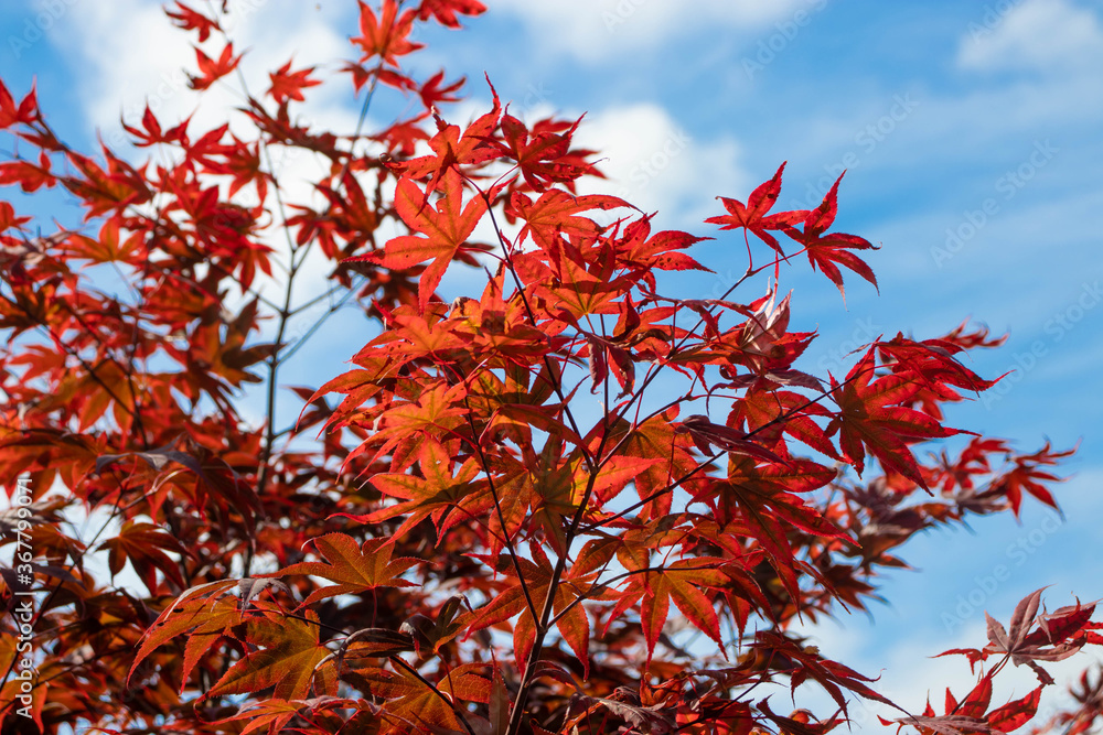 Wall mural japanese maple branches with red leaves on the blue sky and white clouds background