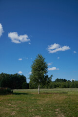 Landscape of a meadow with the distance of the outgoing forest in early autumn.