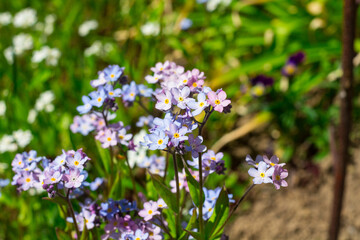 Forget-me-nots (lat. Myosótis) are pink and blue, growing in nature .