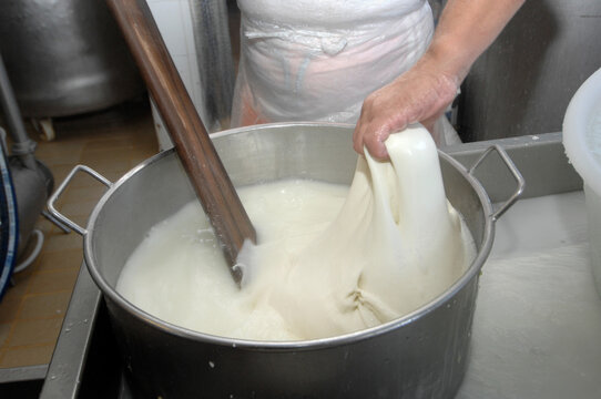 production of DOP buffalo mozzarella in the Campania region