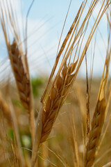 Wheat field. Ears of golden wheat close up. Beautiful Nature Sunset Landscape. Rural Scenery under Shining Sunlight. Background of ripening ears of meadow wheat field. Rich harvest Concept