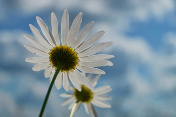White camomiles close-up. Wildflowers on a background of blue sky. Spring landscape Field of daisies, blue sky and sun.