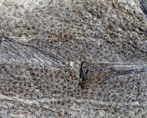 Sun-dried salted codfish, Newfoundland and Labrador, Canada.