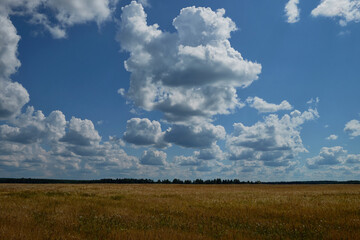 Landscape of a meadow with the distance of the outgoing forest in early autumn.