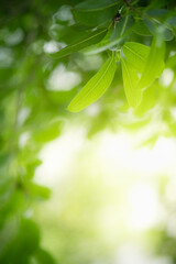Obraz premium Concept nature view of green leaf on blurred greenery background in garden and sunlight with copy space using as background natural green plants landscape, ecology, fresh wallpaper concept.