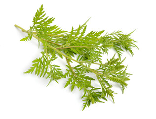 Ragweeds, Ambrosia. Other common names include bursages and burrobrushes. Isolated on white...
