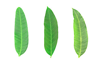 Naklejka na ściany i meble Leaves Texture on white background with clipping path.