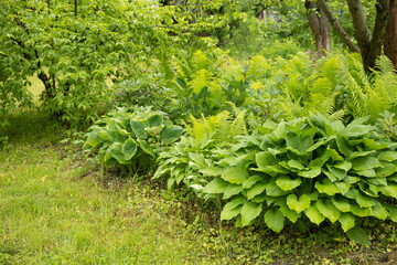Fototapeta premium Lush landscaped garden with plants hosta