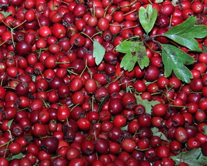 Juicy red berries of hawthorn fruit. Collecting fruits of medicinal plants.