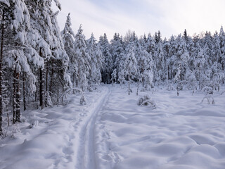 winter forest in the snow