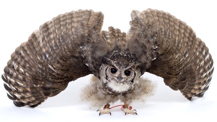 Abyssinian Long Eared Owl Owl Close-up portrait on white background Focused on the eyes