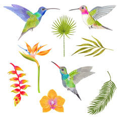 Watercolor tropical orchid flower, areca palm, fern frond and heliconia, strelitzia flower background with humminbird colibri birds.
