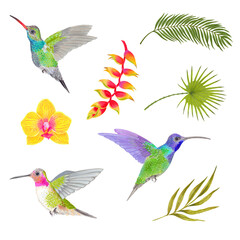 Watercolor tropical orchid flower, areca palm, fern frond and heliconia, strelitzia flower background with humminbird colibri birds.