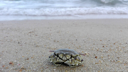 This crab is call Hanuman crab that lives in shallow water on the beach. The shell is quite round and piky.